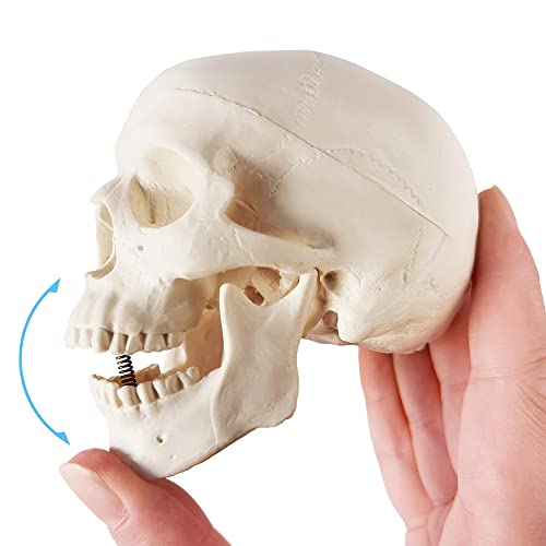 Модел мини-Черепа Merinden - Медицинска Анатомическая Кост на Главата на Възрастен Човек с Малки Размери за обучение,